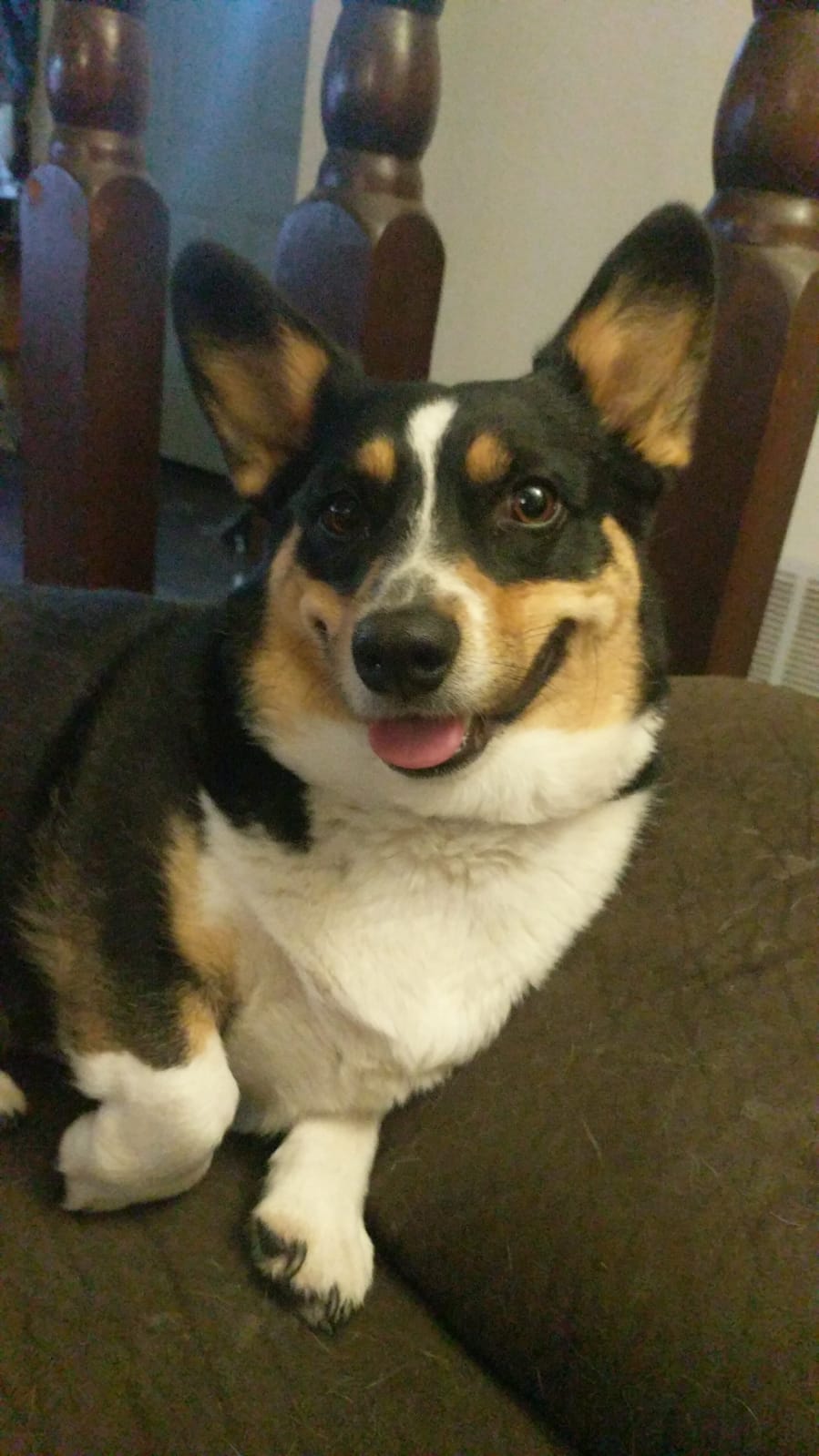 home again with corgin