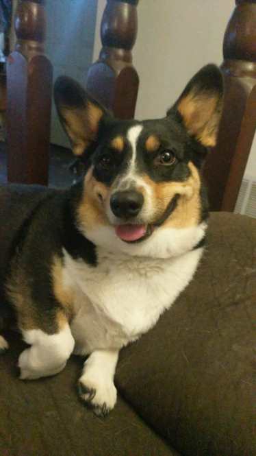 home again with corgin